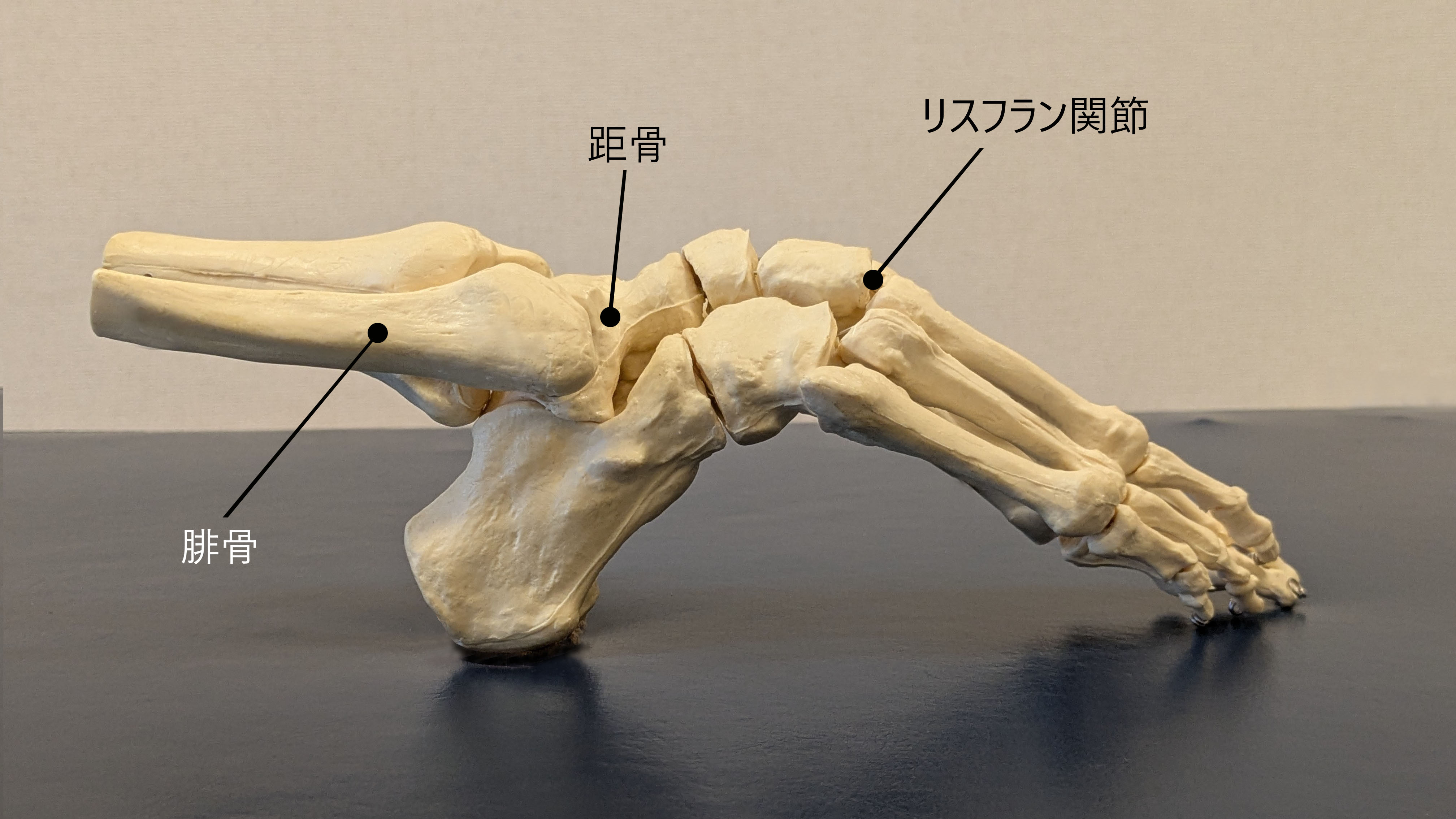 バレエの「甲出しの仕組み(解剖学)」 【保存版】バレエの甲出し完全ガイド|解剖学で徹底解説!